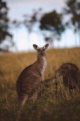 Kangaroos graze in a sunlit field of grass and golden vegetation. The scene captures a tranquil moment in their natural habitat, framed by distant trees and soft light
