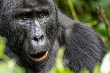 Wild mountain silverback gorilla portrait in the nature habitat. Very rare and endangered animal close up. African wildlife. Big and charismatic creature. Mountain gorillas. Gorilla beringei