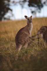 Kangaroos graze in a sunlit field of grass and golden vegetation. The scene captures a tranquil moment in their natural habitat, framed by distant trees and soft light