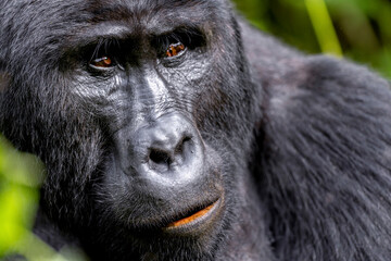 Wild mountain silverback gorilla portrait in the nature habitat. Very rare and endangered animal close up. African wildlife. Big and charismatic creature. Mountain gorillas. Gorilla beringei