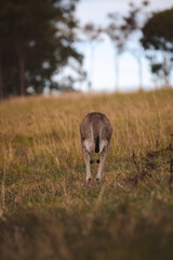 Kangaroos graze in a sunlit field of grass and golden vegetation. The scene captures a tranquil moment in their natural habitat, framed by distant trees and soft light