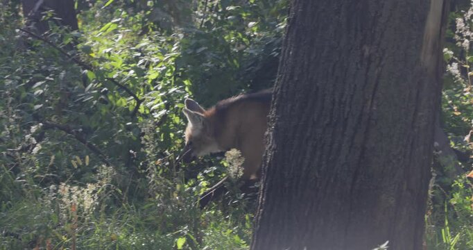 Maned Wolf in forest. The maned wolf (Chrysocyon brachyurus) is a large canine of South America.