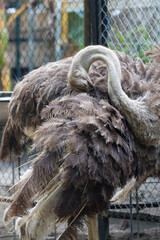 close up of ostrich preening its feather in outdoor enclosure