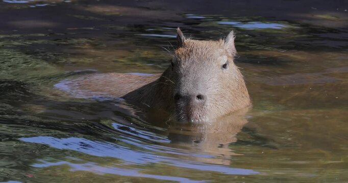 Capybara or greater capybara (Hydrochoerus hydrochaeris) is a giant cave rodent native to South America. It is the largest living rodent and a member of the genus Hydrochoerus.