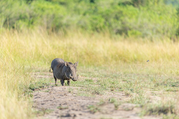A common warthog (Phacochoerus africanus), standing alone in a grassy opening in the bush, in golden evening light. Queen Elisabeth National Park in Uganda
