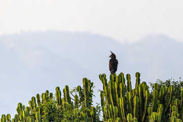 Long-crested Eagle Lophaetus occipitalis sitting in a tree, very high detail