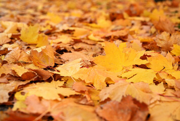 Obraz premium Golden Maple Leaves on the Ground in Autumn