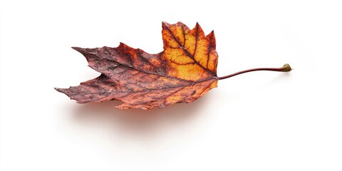 Isolated autumn leaf resting on a white background, showcasing its details and shadows this autumn leaf highlights the beauty of nature with a perfect clipping path for seamless integration.