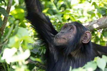 Wildlife kibale chimp chimpanzee portrait close up from Uganda in Africa looking up 