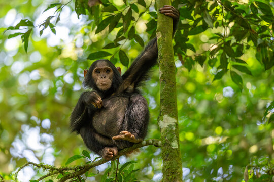 Wildlife kibale chimp chimpanzee portrait close up from Uganda in Africa