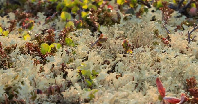 Arctic Tundra lichen moss close-up. Found primarily in areas of Arctic Tundra, alpine tundra, it is extremely cold-hardy. Cladonia rangiferina, also known as reindeer cup lichen.