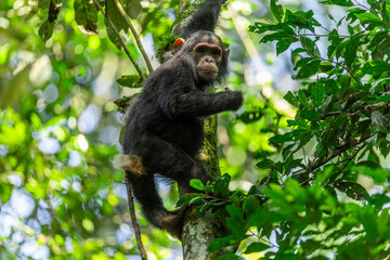 Wildlife kibale chimp chimpanzee portrait close up from Uganda in Africa with thumbs up hand gesture
