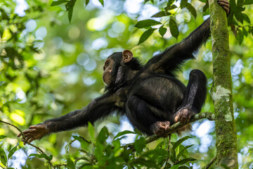Wildlife kibale chimp chimpanzee portrait close up from Uganda in Africa trying to get a leaf