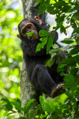 Wildlife kibale chimp chimpanzee portrait close up from Uganda in Africa with green leaf in mouth 