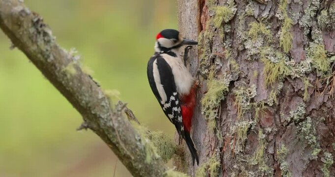Great spotted woodpecker bird on a tree looking for food. Great spotted woodpecker (Dendrocopos major) is a medium-sized woodpecker with pied black and white plumage and a red patch on the lower belly
