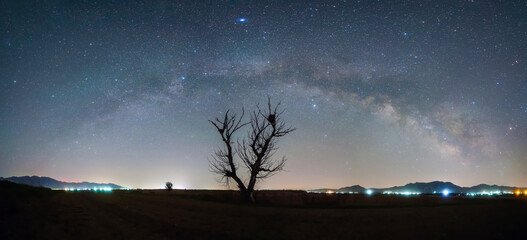 A dead tree under the Milky Way