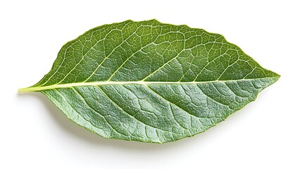 Obraz premium Leaf detail nature close-up photography isolated background