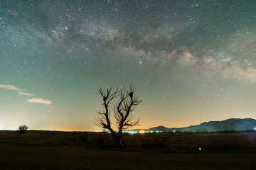 A dead tree under the Milky Way