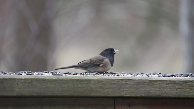 Closeup footage of a dark-eyed junco perching on a wooden fence eating seeds during daytime