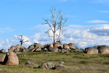 Rural landscape of dead gum trees and large round granite boulder outcrop in a field under blue sky...