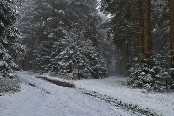 Weg im Thüringer Wald von Schmiedefeld zum Bahnhof Rennsteig, Schmiedefeld am Rennsteig, Stadt Suhl, Thüringen, Deutschland	