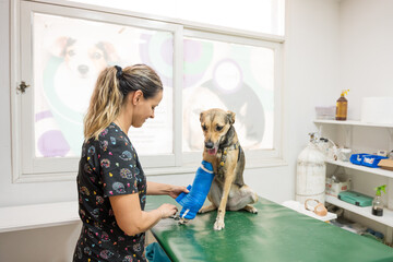 veterinarian applying robert jones bandage to dog, broken and fractured paws