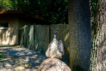  Big Emu in a Zoo in Bavaria Germany