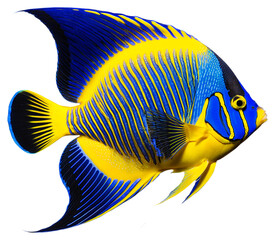 A blue and yellow angel fish with a stripes on a transparent background