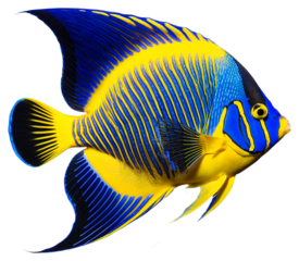 A blue and yellow angel fish with a stripes on a transparent background