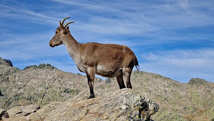 mountain goats sierra de gredos avila spain
