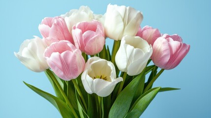 Fototapeta premium Close-up photo of fresh white and pink tulips isolated on blue background. Copy space, horizontal orientation. Beautiful flowers. International women's day, birthday. Valentines Day. Mother's Day 