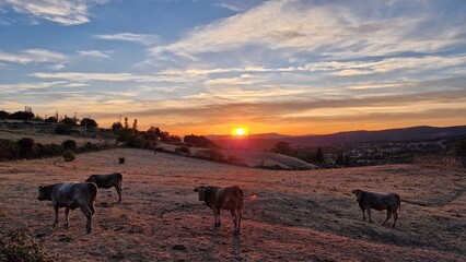 sunrise frozen fields frost avila spain