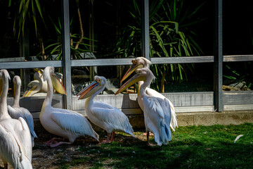 Pelikans in a Zoo in Bavaria Germany