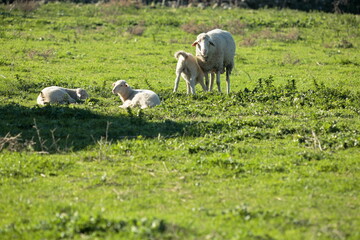 Guardians of the Meadow