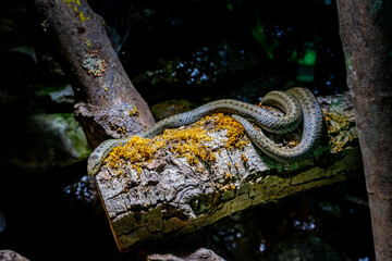 Smoth Snake in a Zoo Bavaria Germany