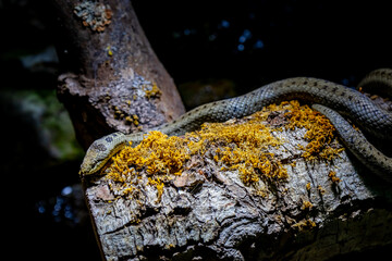 Smoth Snake in a Zoo Bavaria Germany