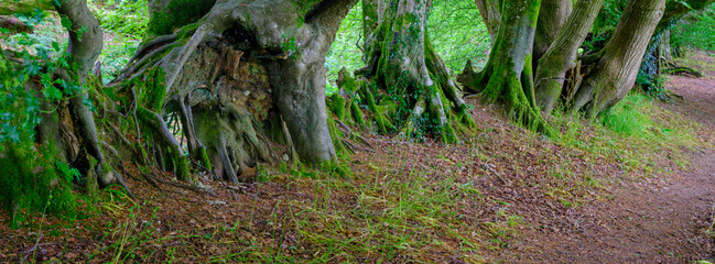 Woods at Coney's Castle, Fishpond Bottom, Dorset