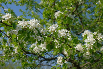 man man in the forest holding a branch of a flowering tree in the spring flowers are visible hands of a person