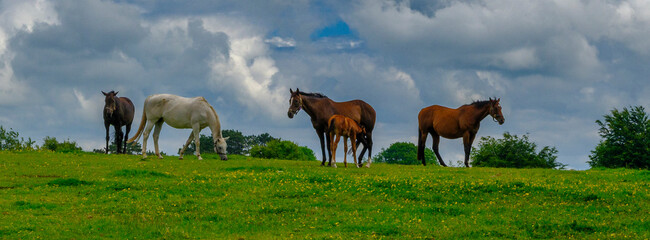 Foals and dams at the Irish National Stud, Kildare in Ireland