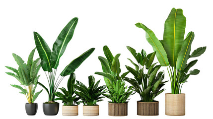 Decorative Banana Plants Displayed in Stylish Potted Arrangement