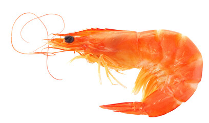 Shrimp isolated on white