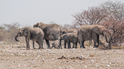 Group of Elephants, Adults and Calves, in a Dry African Wilderness © pschoema