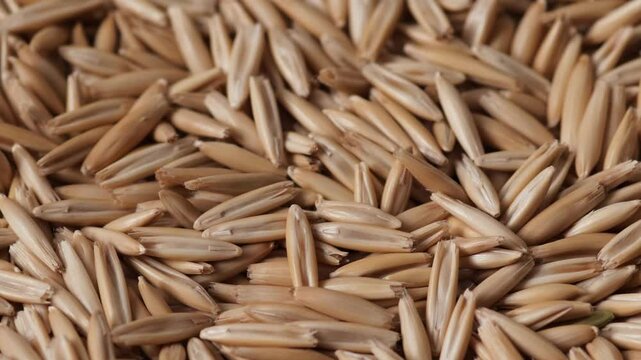 close up fresh oat seeds heap rotation, oat harvest concept, oats cereals macro