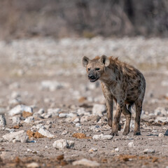 Hyena Standing in Rocky Terrain of Natural African Habitat