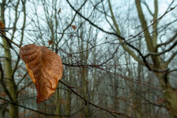 Last brown leaf hanging on a branch in winter forest
