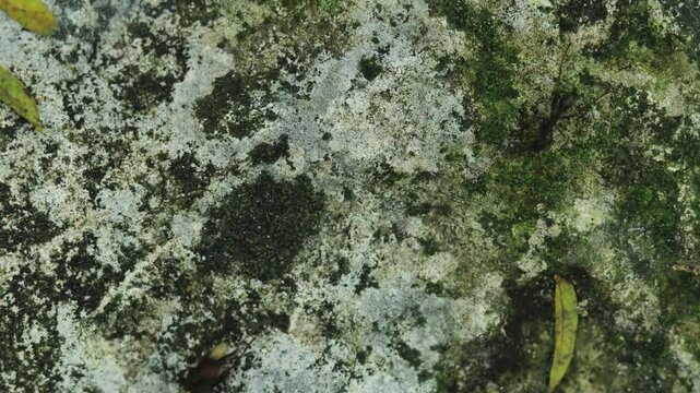 Closeup top view footage of the black garden ants (Lasius niger) trail on a rock on a sunny day