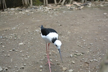 white-headed stilt