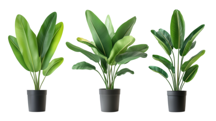 Decorative banana bunch, tropical fruit, vibrant,  isolated, image resource