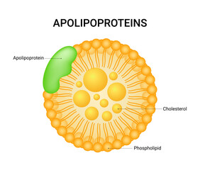 Apolipoproteins of proteins found in plasma lipoproteins