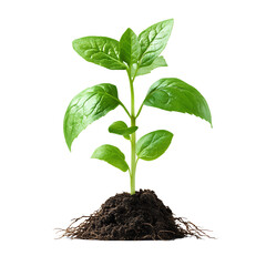 Young plant sprouting from soil with roots png isolated on transparent background